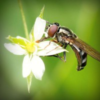 /album/vantopatcy/photolia-a02-jpg/