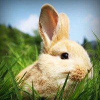 /album/vantopatcy/photolia-a03-jpg/