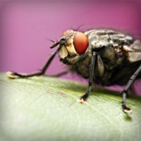 /album/vantopatcy/photolia-a08-jpg/